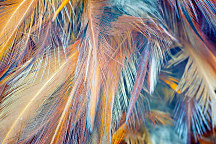 Obraz Pierka vtákov 1936